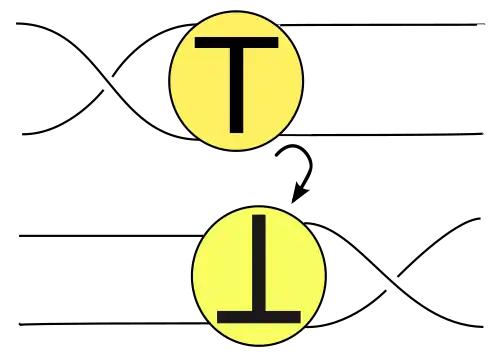 Tait conjectures