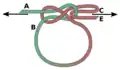 Tightening the Lapp knot loop.
